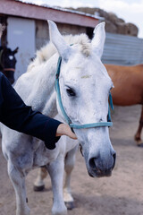 Gentle interaction between a person and a beautiful white horse wearing a light blue halter in a dusty outdoor corral setting. High quality photo