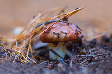 closeup Suillus mushroom growth on the forest glade, wild mushroom background