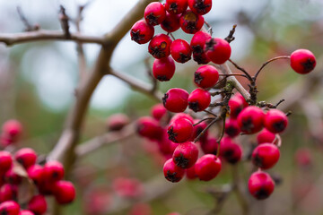 closeup red ripen hawthorn berries on the bush branch in the forest