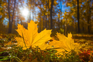 closeup red dry maple leaves on the forest glade in light of sparkle sun, beautiful autumn natural background