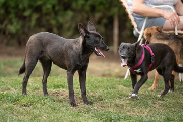 Foster dogs siblings playing together  at their foster home backyard