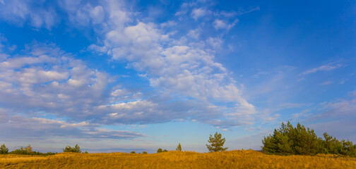 pine tree forest among sandy prairie under a blue cloudy sky