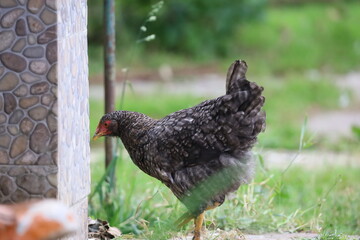 Colorful Speckled Chicken on Grass Outdoors