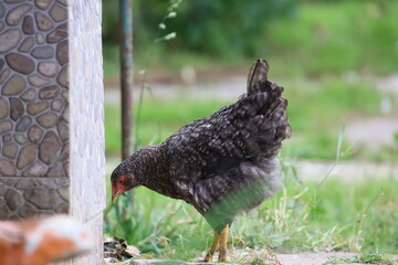 Speckled Hen Foraging on Grass in Garden