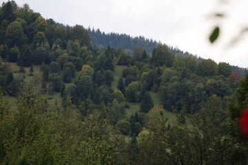Carpathian Hillside Forest in Autumn Season