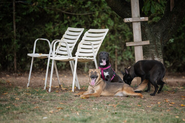 Foster dogs siblings playing together  at their foster home backyard