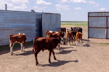 Group of brown and white calves standing in a dusty corral next to rustic metal farm structures...