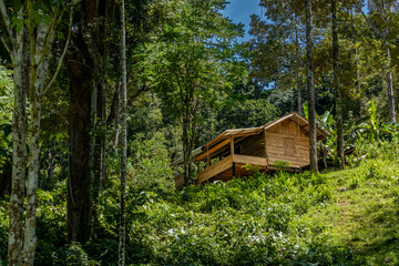 Rustic Wooden Cabin in Lush Tropical Forest, Traditional Jungle House in Nature