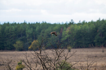 A bird of prey soars above a leafless tree, framed by a forest of evergreens and barren autumn fields under a clear sky.