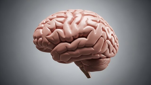 Realistic Human Brain Model in Soft Pink Color on Gray Background for Medical Education and Scientific Illustration