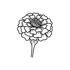 Elegant line art illustration of a single marigold flower.