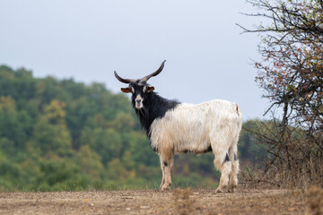A black-and-white goat with majestic curved horns stands confidently before misty forested hills and a cloudy sky.