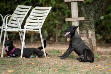 Foster dogs siblings playing together  at their foster home backyard