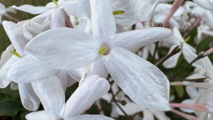 flor, flores, primavera verano