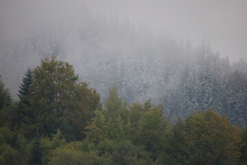 Misty Forest with Autumn and Snow