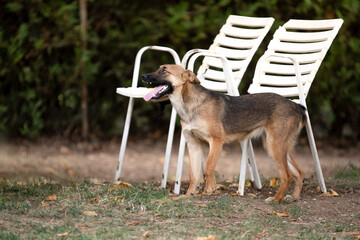 Young rescued dog resting and playing in his foster dome after socialization and obedience training