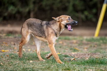Young rescued dog resting and playing in his foster dome after socialization and obedience training