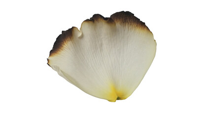 “Delicate Charred Rose Petal | Minimalist Symbolism” “Ivory Rose Petal with Burnt Edges | Ephemeral Decay Concept”