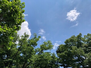 緑 樹木 空 青空 風景 雲 良い天気 晴天 日本 Japan Sky Bluesky Green