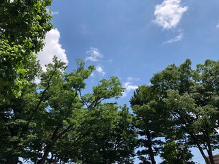 緑 樹木 空 青空 風景 雲 良い天気 晴天 日本 Japan Sky Bluesky Green