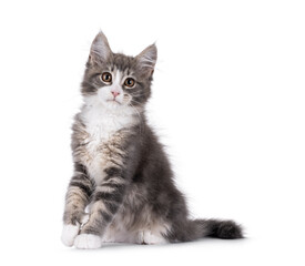 Maine Coon polydactyl cat kitten sitting up side ways, with paw lifted. Looking straight to camera. Isolated on a white background