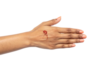 Female Hand with Natural Manicure Isolated on White Background