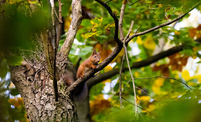 Squirrel