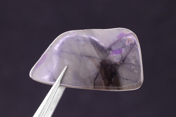 Sugilite jewel stone texture in tweezers on dark background. Macro closeup.