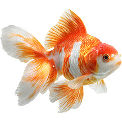 Fototapeta premium goldfish