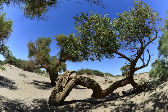 Populus euphratica trees in the desert