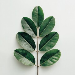 Vibrant green leaves showcase natural beauty and organic elegance against a clean white background, perfect for wellness and eco themes.