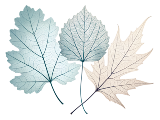 Stunning translucent leaves artwork with intricate vein detail showcases the beauty of nature for botanical designs and eco-friendly promotional materials