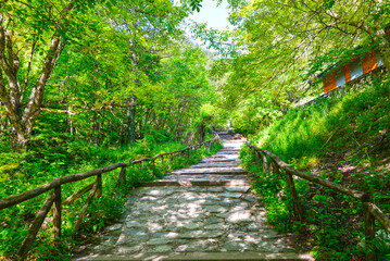 Obraz premium Wanderweg bei Prionia zum Olymp (Ólympos), das höchste Gebirgsmassiv Griechenlands
