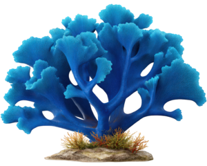 Vibrant blue staghorn coral clipart illustration, an isolated underwater decor element. Beautiful marine life on ocean floor, reef plant for aquarium design