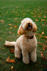 Smiling Labradoodle Sitting on Grass with Autumn Leaves