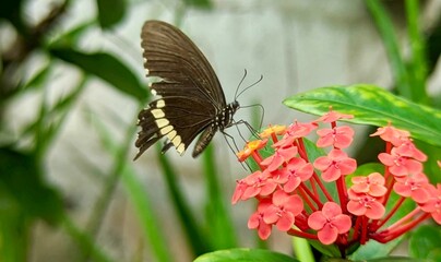 Obraz premium A graceful butterfly hovers delicately over vibrant pink flowers, wings spread in perfect balance, capturing a fleeting moment of beauty, life, and harmony in nature.