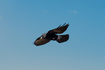 Fototapeta premium Alpine chough in the air