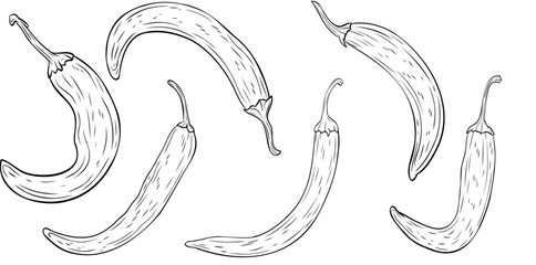 Set, clip art of monochrome botanical spicy hot chilli peppers. Graphic hand drawn ink black and white vector. Good for eco-style crafting, cooking, spa, medicine, cooking, and garden, decoration