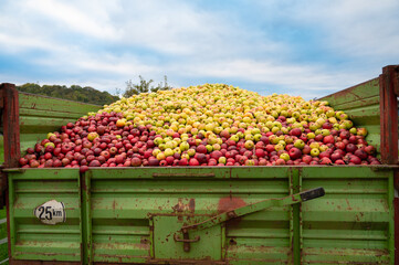 Pile of apples processed into juice, compotes, puree or apple cider vinegar, used as fertilizer, compost material, animal food, harvest in autumn