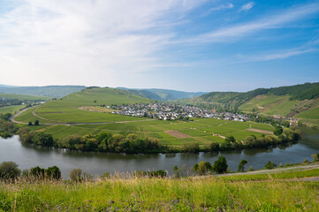 Trittenheim, Moselle Valley with loop of river, aerial view, riesling wine growing on vine, vineyard landscape and agriculture in Germany
