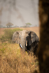 Gentle Giants Roaming Uganda’s Wild Plains