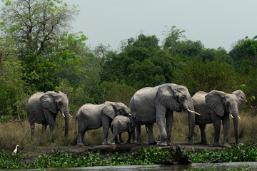 Elephants by the River Nile in Murchison Falls National Park