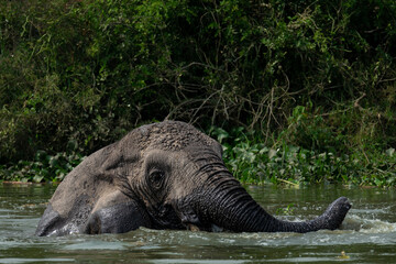 Fototapeta premium Silent Power: African Elephants in the Morning Light