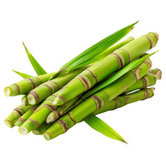 Fototapeta premium salacca palm shoots on transparent png background