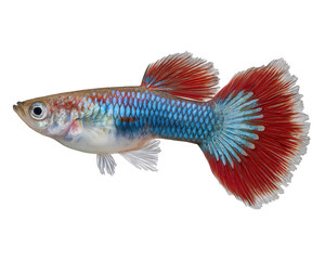 Fototapeta premium Vibrant colorful guppy fish with beautiful red and blue tail swimming gracefully. An aquatic pet animal isolated on transparency background showing its detailed fin and scale
