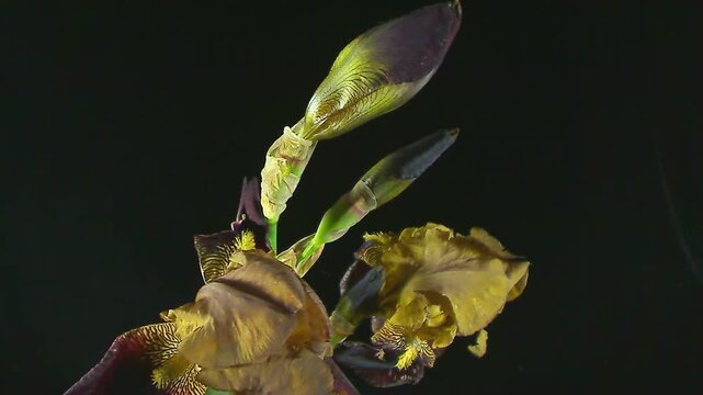 Sbocciare rapido di iris viola TimeLapse