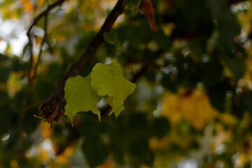 Autumn colors in the park