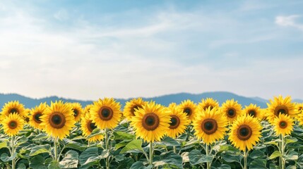 Fototapeta premium Vibrant garden of lush golden sunflowers blooming under a bright blue sky capturing the warmth and beauty of the summer season in a tranquil idyllic countryside setting