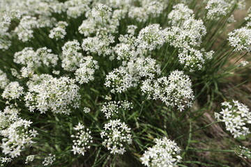 真上よりクローズアップしたニラの花