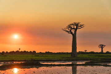 silhouette of a baobab tree at sunset